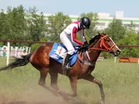 فرس, Arabian horse — الصورة 3