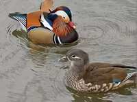 Ducks — 1-сурет