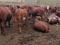 Cow, Red Steppe Cow — photo 1