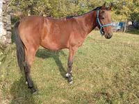 Hengst, Anglo-Arabian — Foto 4