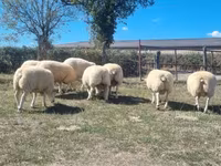 मेढ़ा, Texel sheep — फ़ोटो 3