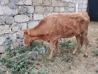 Vaca, Ganado vacuno — foto 6