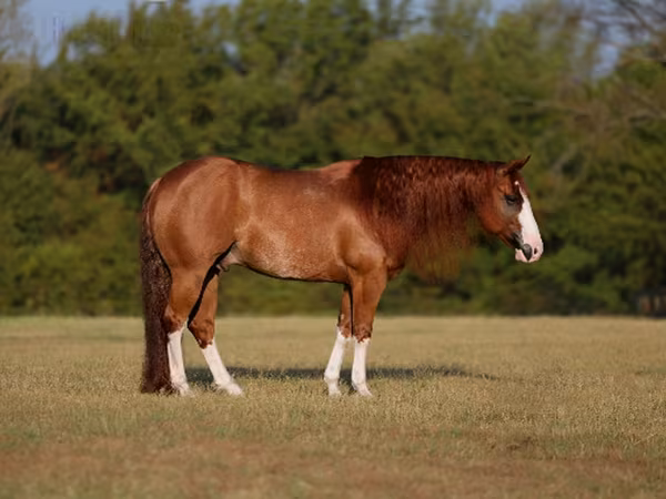 Hengst, Quarter Horse