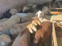 भेड़, भेड़ — फ़ोटो 2