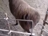 كبش, Hissar sheep — الصورة 1
