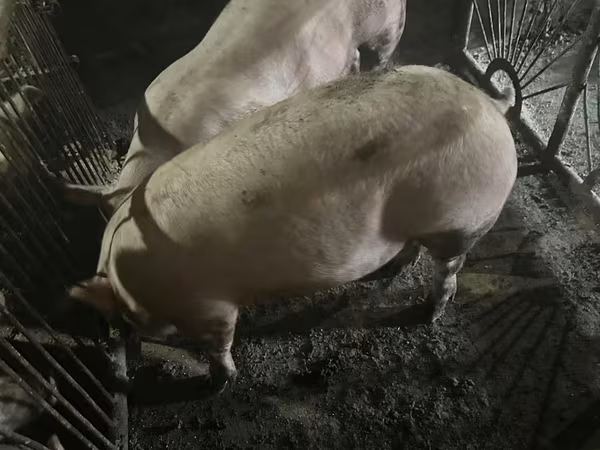 Eber, Schweine