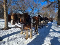 حصان, Pinto horses — الصورة 6