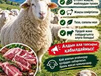 Խոյ, Merino sheep — լուսանկար 8