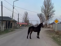 Ат, Фриз породу — сүрөт 1