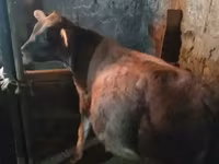 Бұқа, Ірі қара — 1-сурет