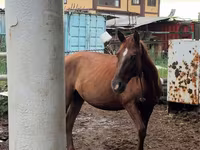 فرس, Thoroughbred horse — الصورة 1