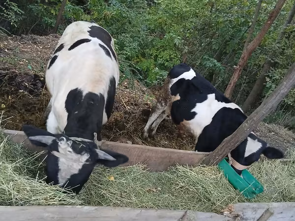 公牛, Russian Black pied cattle