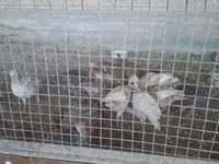 Սլովենյան արծաթե հավ — լուսանկար 3