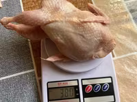 Quails — foto 3