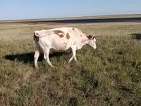 Cow, Simmental cattle — photo 6