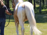 حصان, American paint horse — الصورة 3