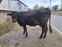 Cow, Simmental cattle — photo 5