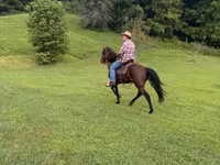 Айғыр, Rocky Mountain Horse — 6-сурет