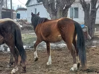 Mare, Kazakh horse — photo 3