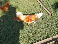 Chickens — الصورة 1