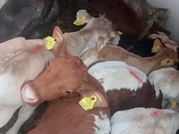 Ցուլ, Simmental cattle — լուսանկար 3