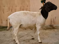 Խոյ, Dorper sheep — լուսանկար 1