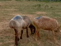 Sheep, Kazakh meat-wool sheep — photo 3