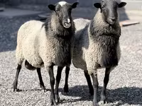 Schaf, Romanov sheep — Foto 1