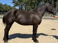 母马, Percheron — 照片 1