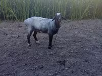 كبش, Blackheaded Persian sheep — الصورة 2