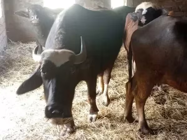 Գոմեշի կաթ, գոմեշի կաթ