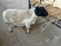 Қошқар, Dorper sheep — 1-сурет