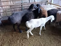 Қой, Rhon sheep — 8-сурет