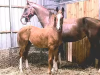 公马, Dutch warmblood horse — 照片 2
