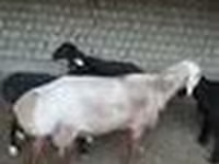 Widder, Edilbay sheep — Foto 6