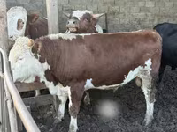 Bulle, Simmental cattle — Foto 5
