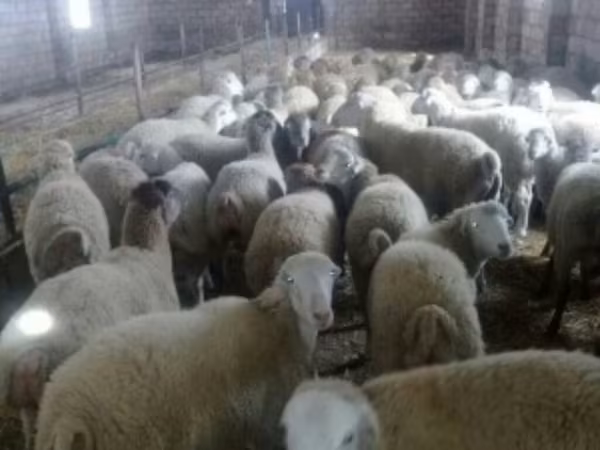 Sheep, Sheep
