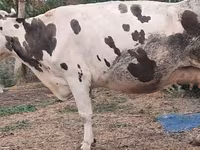 بقرة, Russian Black pied cattle — الصورة 4