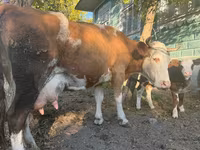 Kuh, Simmental cattle — Foto 4
