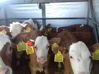 सांड, Simmental cattle — फ़ोटो 5