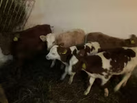 Bull, Simmental cattle — photo 2