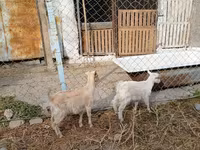 Ешкі, Saanen goat — 2-сурет