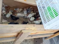 Chickens — الصورة 3