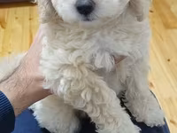 Maltipoo balaları – mini ölçülü, hipoallergen, tüksüz tökülməyə meylli — photo 3