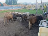 Արու այծ, Այծեր — լուսանկար 5