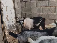 Արու այծ, LaMancha goats — լուսանկար 4