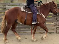 Horse (M), Russian Heavy Draft — photo 7