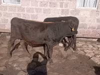 Կով, Խոշոր եղջերավոր — լուսանկար 2