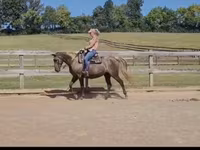 Stute, Kentucky mountain daddle horse — Foto 6