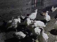 Հնդկահավի միս Հնդուշկա — լուսանկար 3